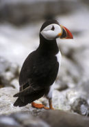 PUFFIN